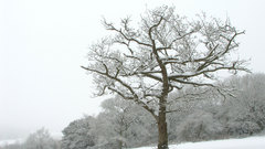 Winter snowtree alone cold