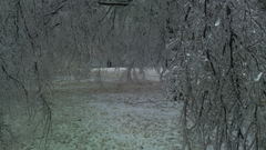 Winter storm forest nature