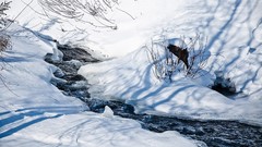 Winter streams