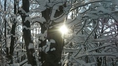 Winter sun