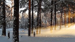 Winter sunlight forests