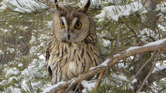 Winter Trees Birds Owls