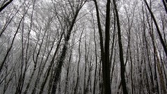Winter Trees forests Bulgaria