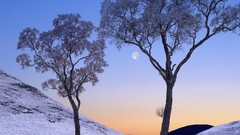 Winter Trees moon frost