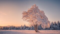 winter Trees nature landscape cold snow ice