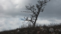 Winter Trees overcast