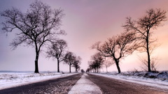 Winter Trees roads