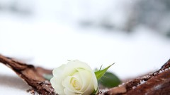 Winter white roses