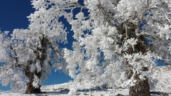 Winter Wonderland and it