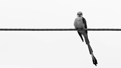 Wire Birds grayscale