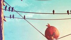 Wire Birds paintings funny drawings angry birds artwork video 