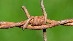 Wire rust barbed wire green background