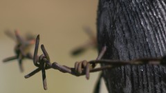 Wire Wood barbed wire fences