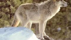 Wolf Animals