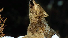 Wolf Animals