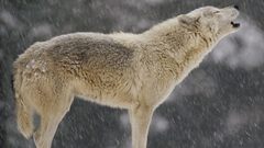 Wolf female timber howling