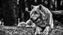 wolf forest monochrome Animals Mammals