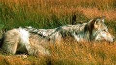 Wolf grass Animals