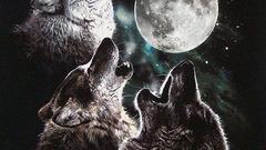 Wolf howling howling wolf