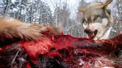 Wolf minnesota snarling ely