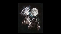 Wolf moon Animals