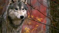 Wolf Now thread from bigger hijacked besides