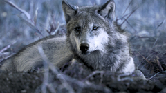 Wolf rest grey
