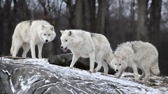 wolf snow Animals nature Mammals