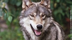 Wolf Spain Wolves Animals