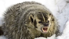 Wolverine angry badgers