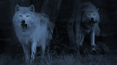 Wolves