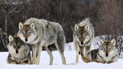Wolves