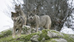 Wolves Animals