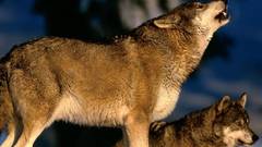 Wolves Animals