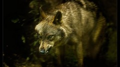 Wolves Animals angry