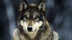 Wolves blue eyes snow landscapes grey wolf