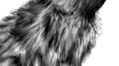 Wolves drawings
