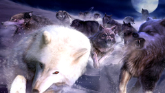 Wolves howbout thisone