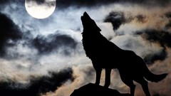 Wolves moon wolfs rain