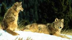 Wolves snow Animals