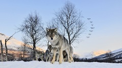 Wolves wolf Animals
