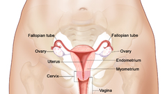 Woman anatomy biology female