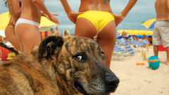 Woman Animals Dogs funny