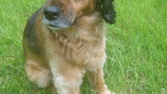 Woman Animals grass Dogs