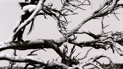 Woman asians Leah Dizon