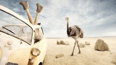 Woman Birds cars ostrich funny rocks legs upside down deserts
