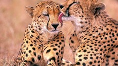 Woman cheetahs South African