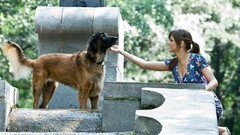 Woman Dogs outdoors brunettes models ponytails blue dress 