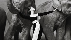 Woman dress elephants monochrome dior 1955 fashion photography 