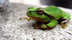 Woman Frogs amphibians